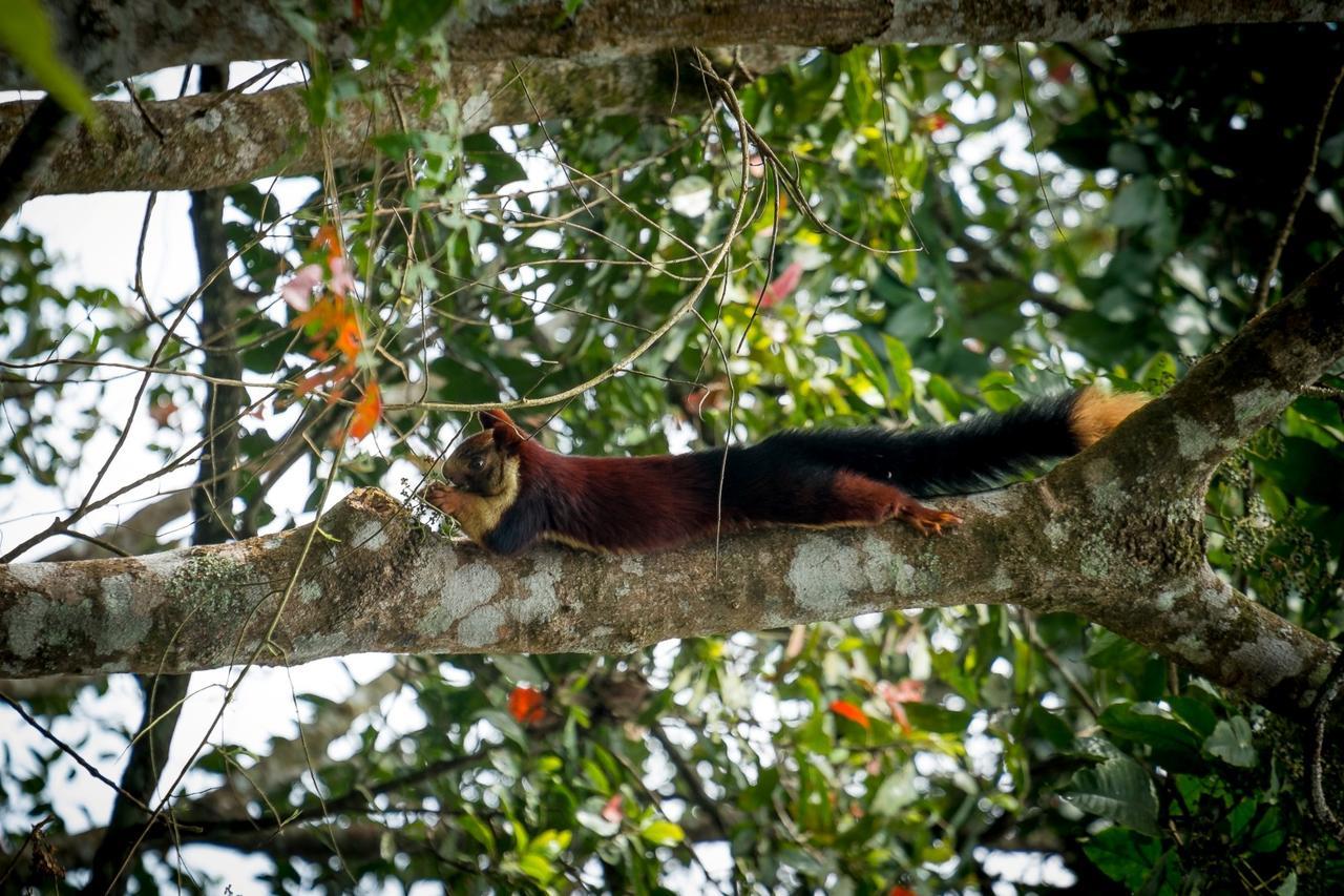 Wild Planet Jungle Resort Devāla Eksteriør bilde
